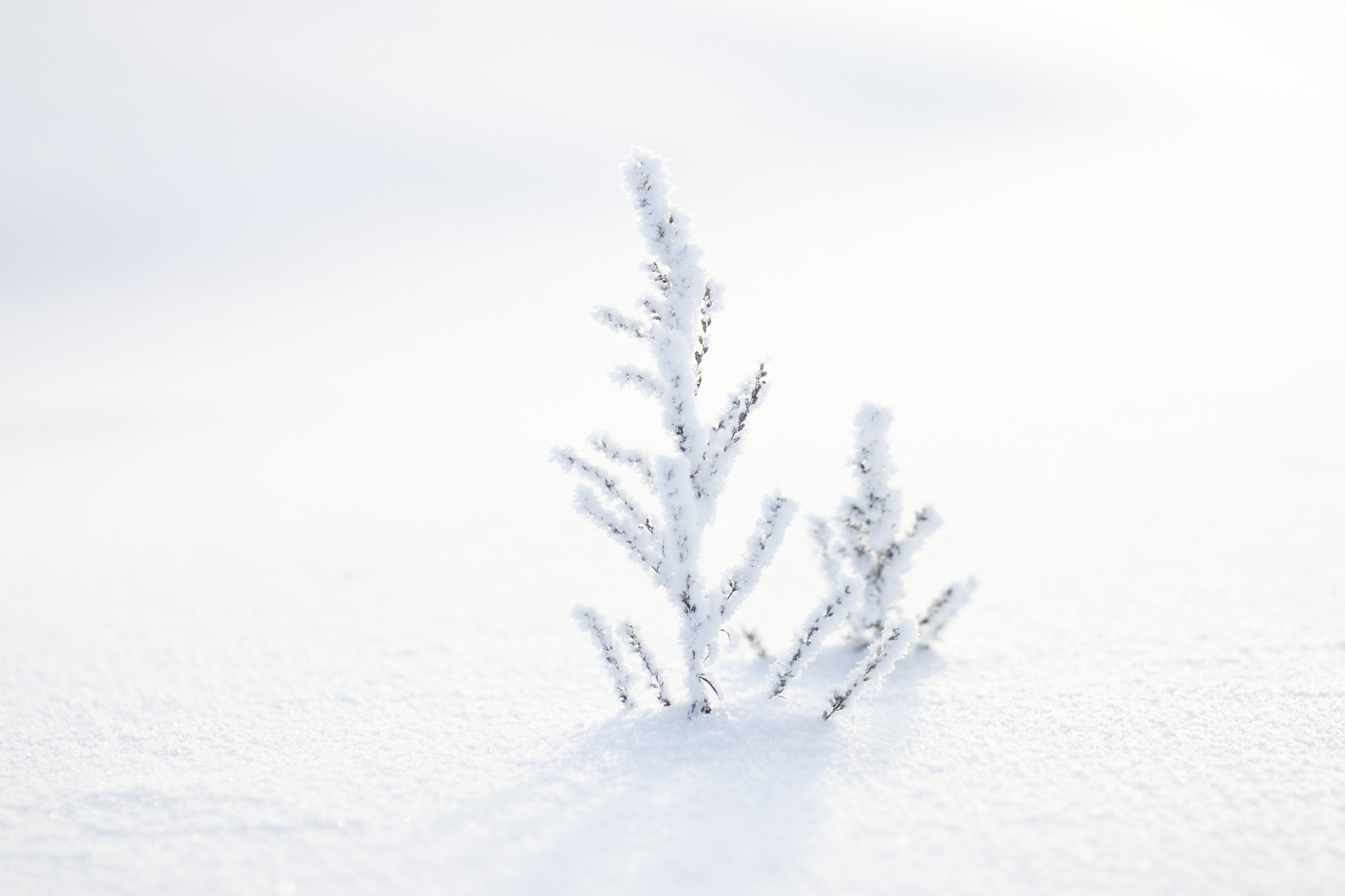 Frost-covered plant in snow