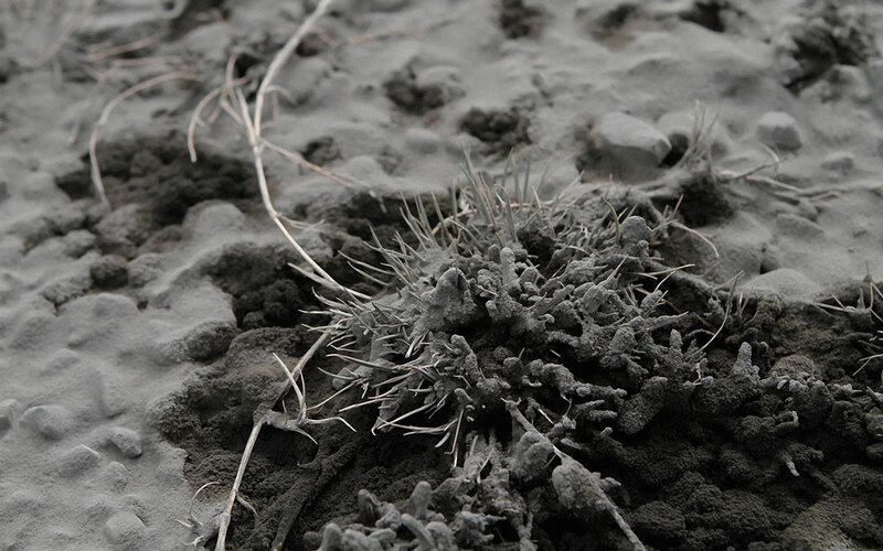 frost-covered plant in soil