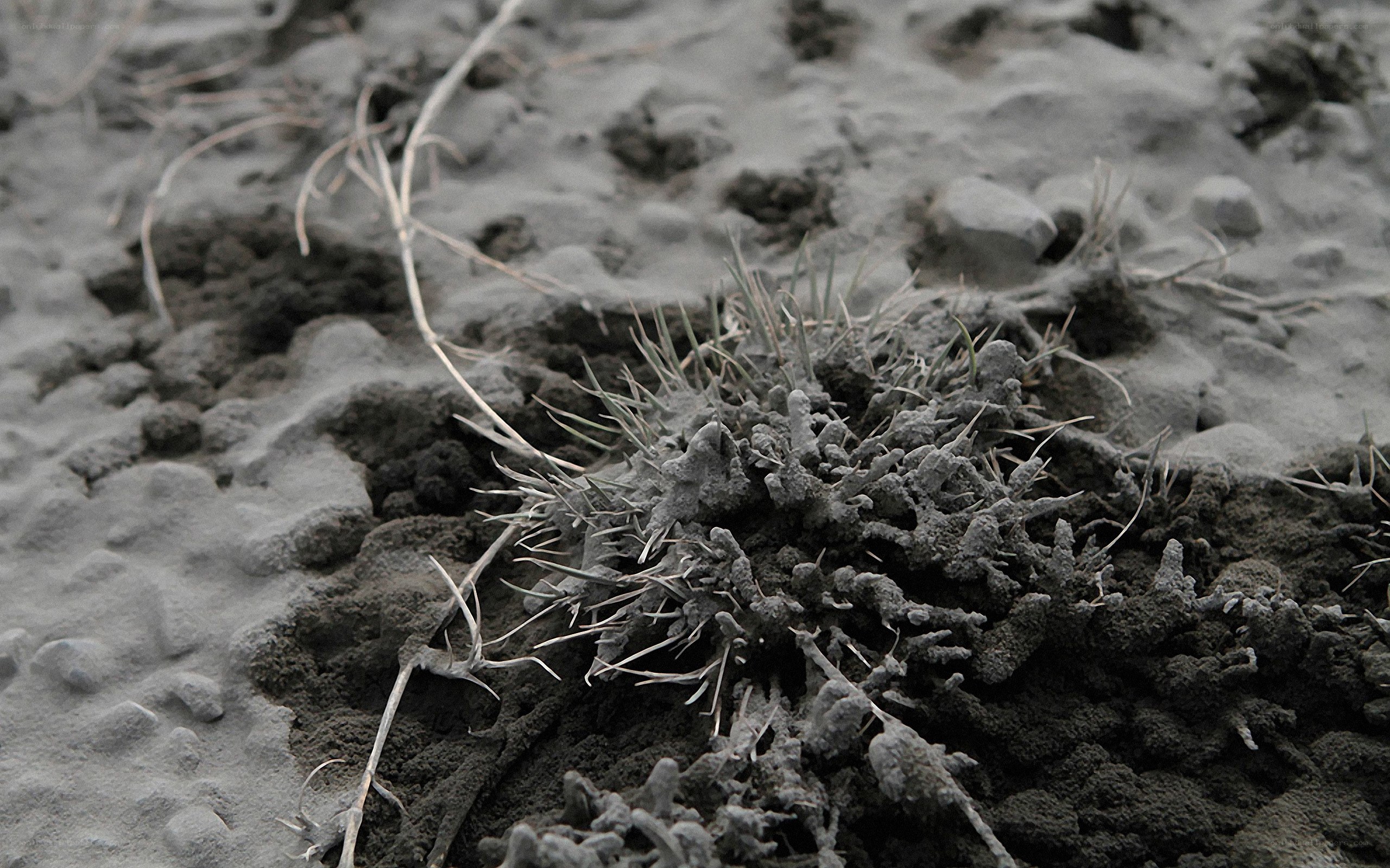 frost-covered plant in soil