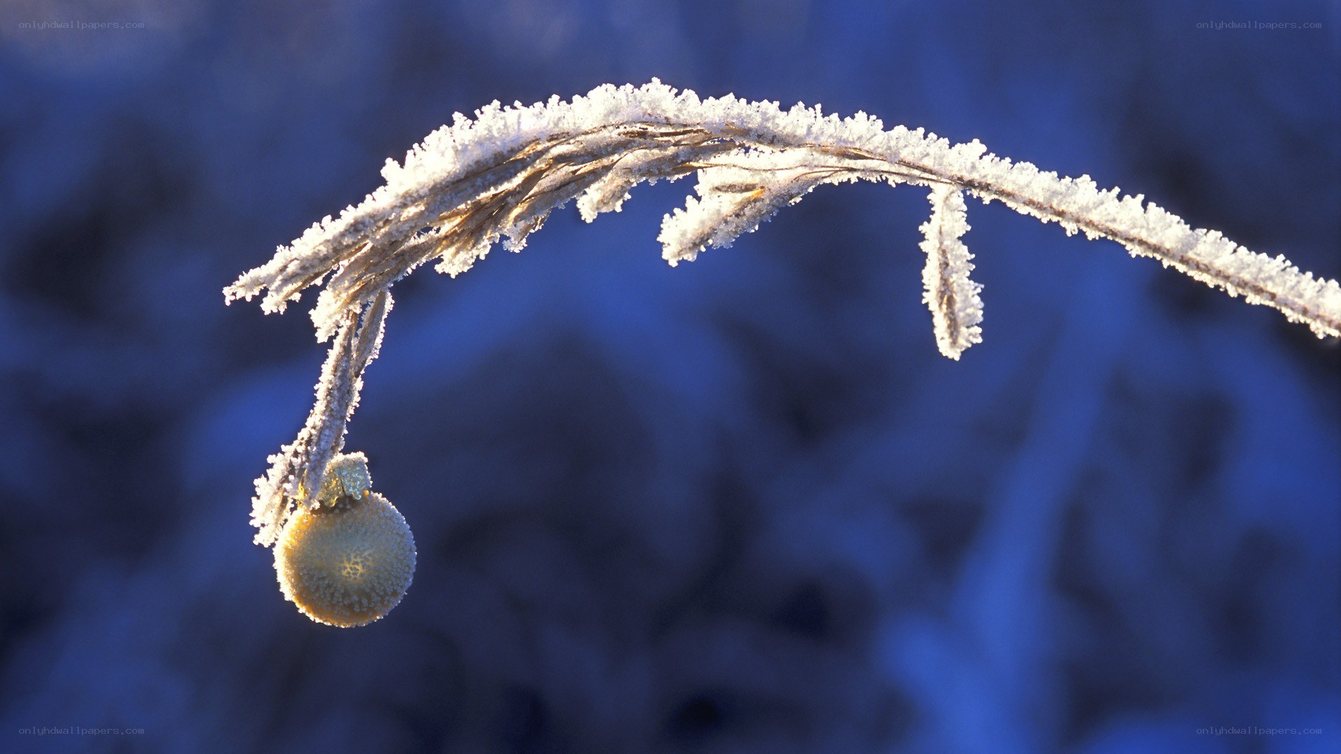 Frost-covered plant in sunlight