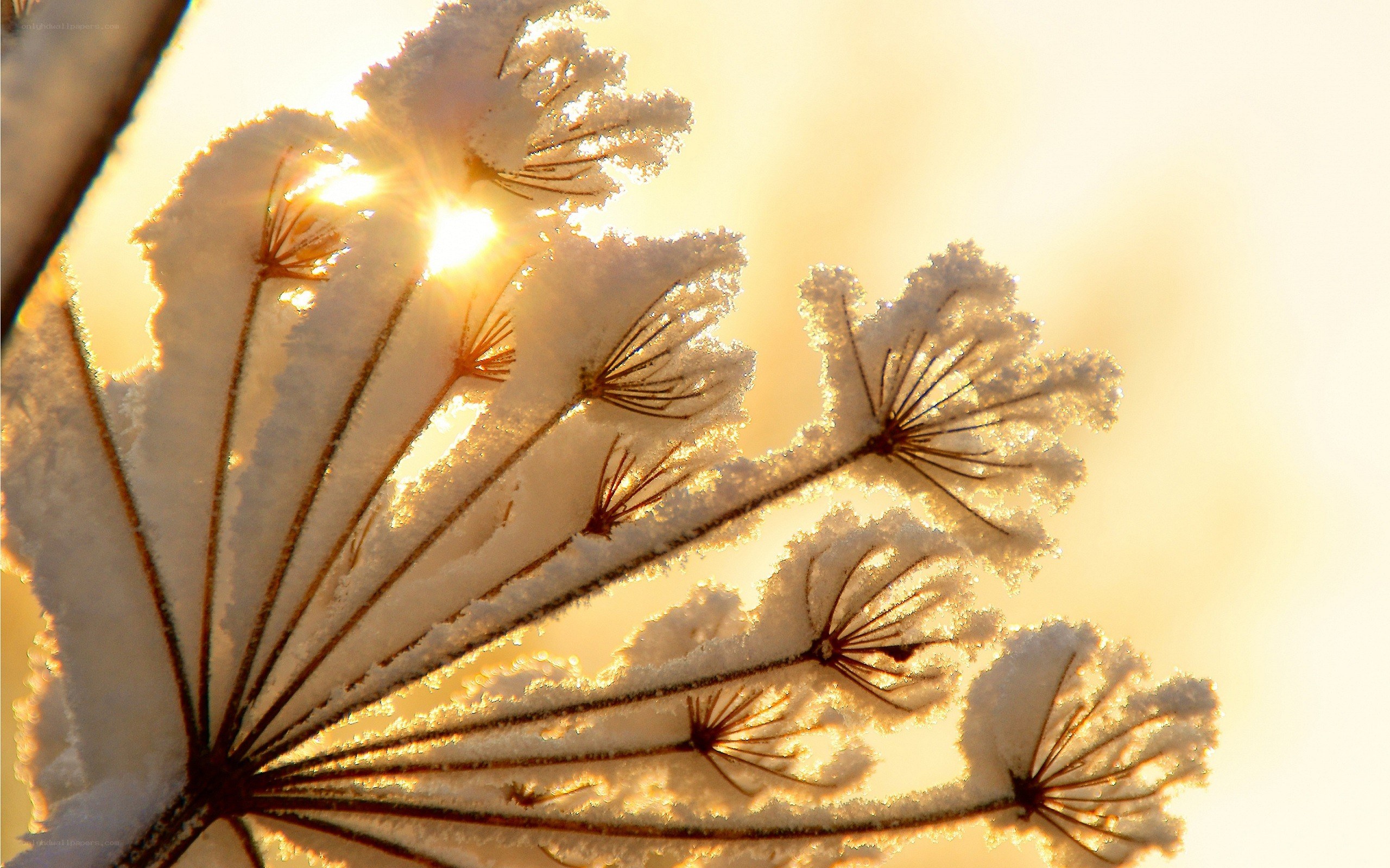 frost-covered plant in sunlight