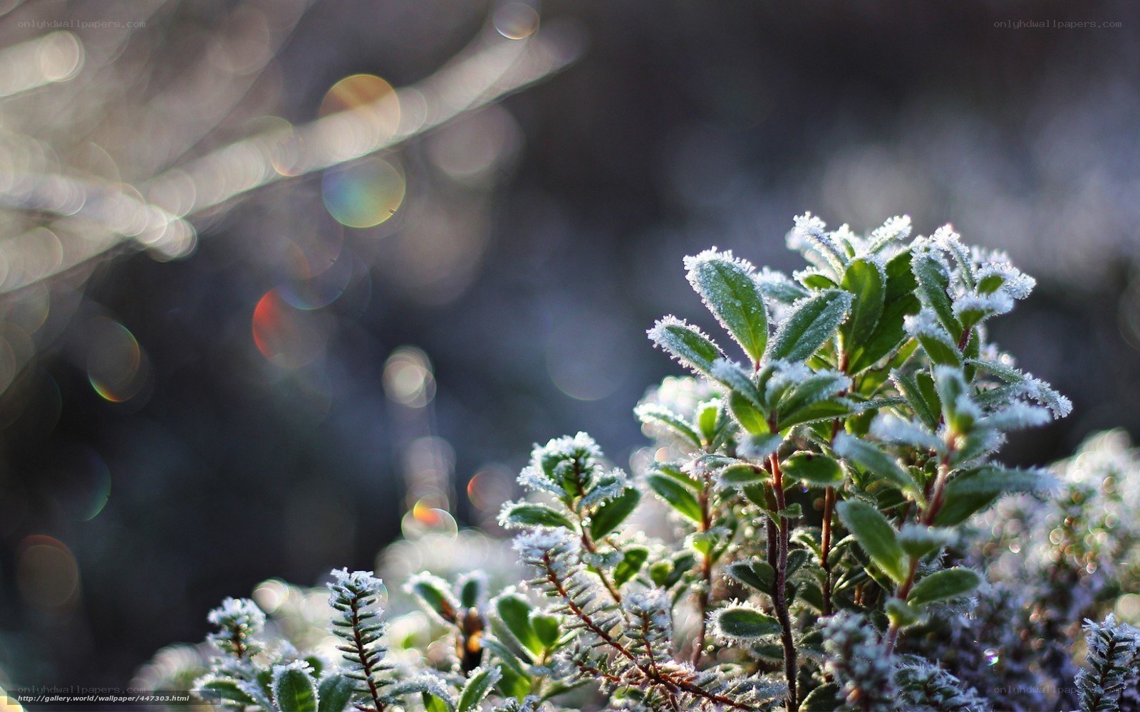 Frost-covered plant in sunlight