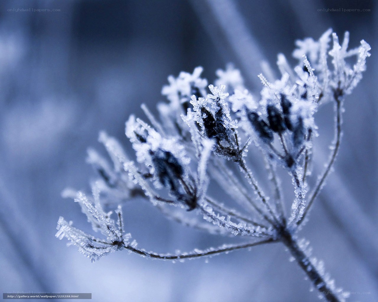 Frost-covered plant in winter