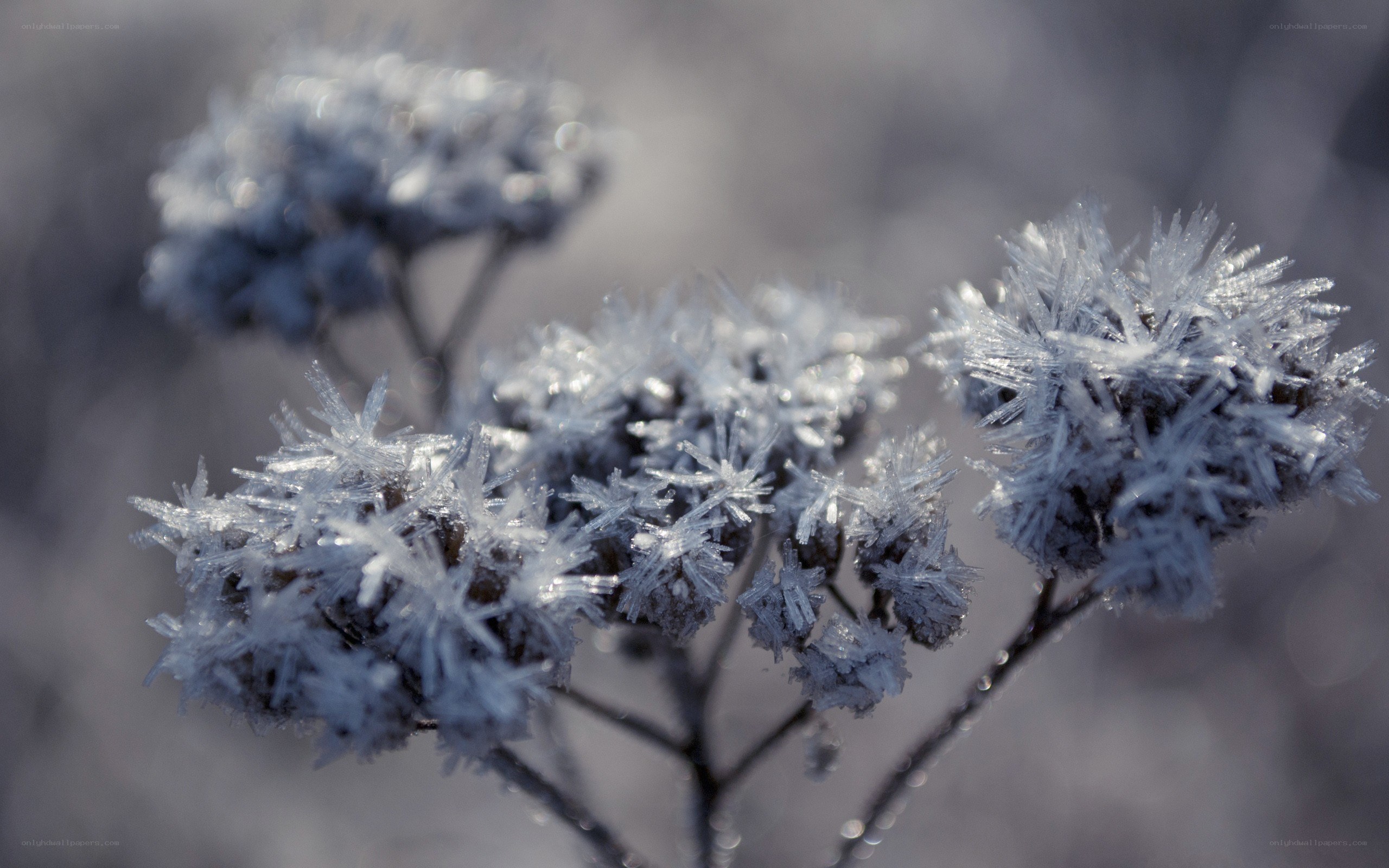Frost-covered plant in winter