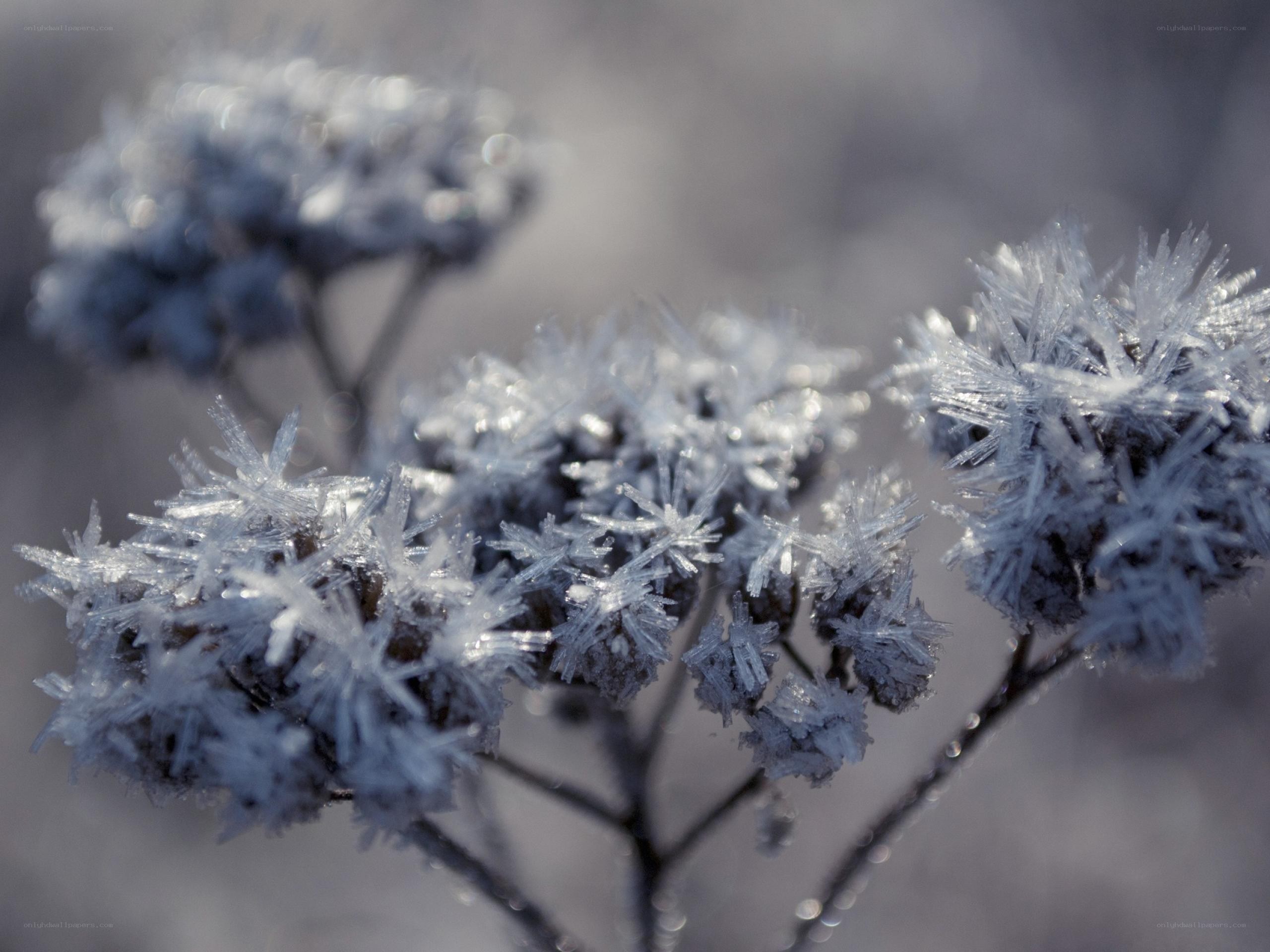 Frost-covered plant in winter