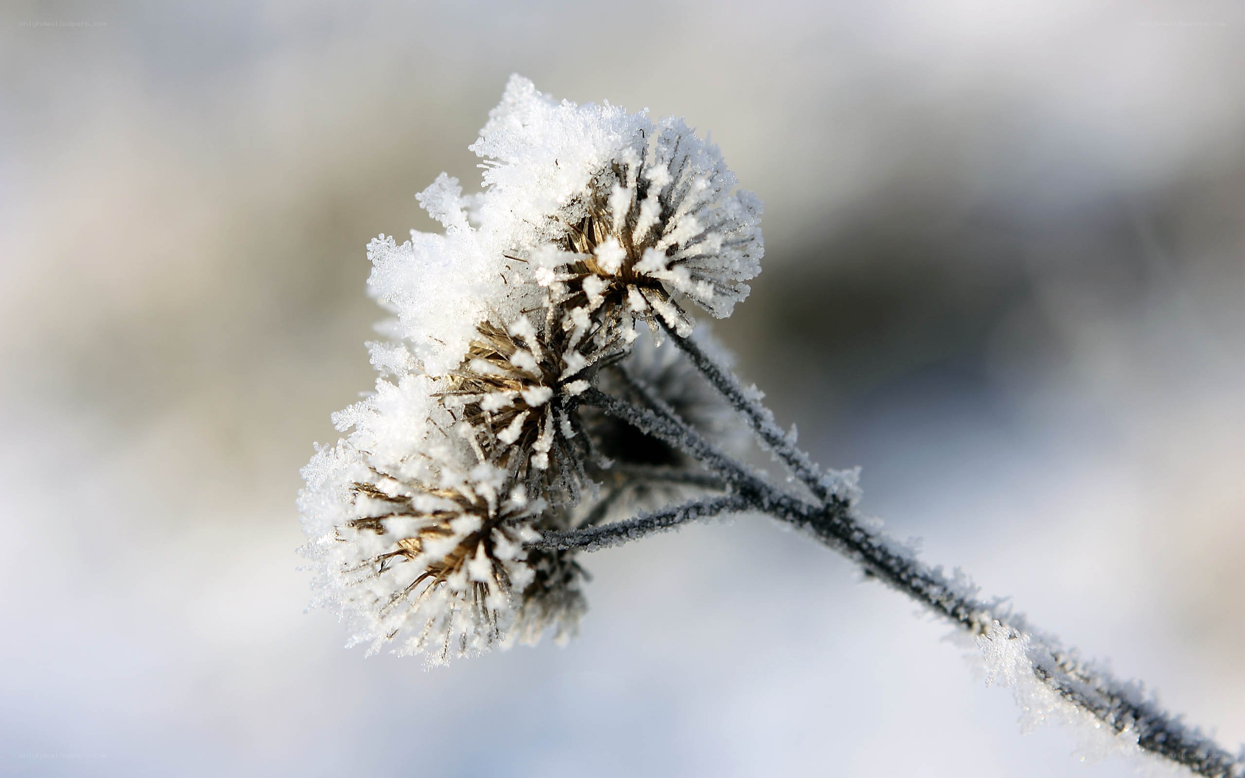 Frost-covered plant in winter
