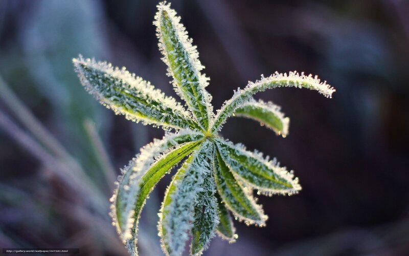 Frost-covered Plant Leaf — Green, Serene