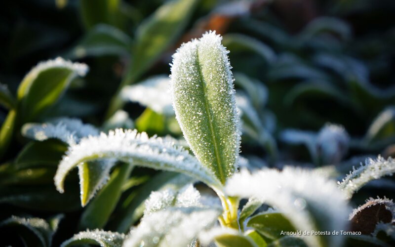 Frost-covered Plant Leaf — Green