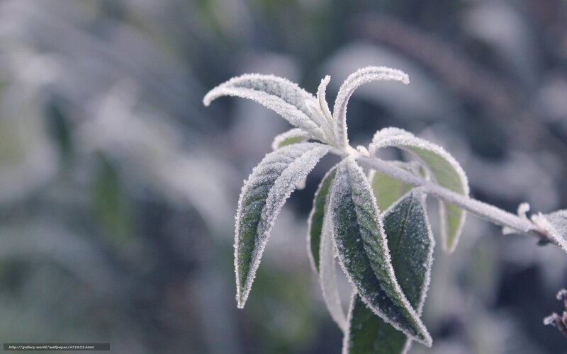 Frost-covered Plant Leaves — Green, Cold