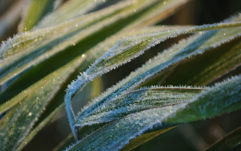 Frost-covered Plant Leaves — Green, Serene
