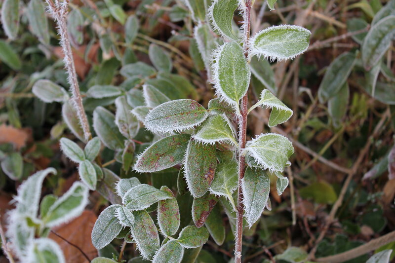 Frost-covered Plant Leaves — Green