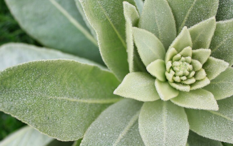 frost-covered plant leaves