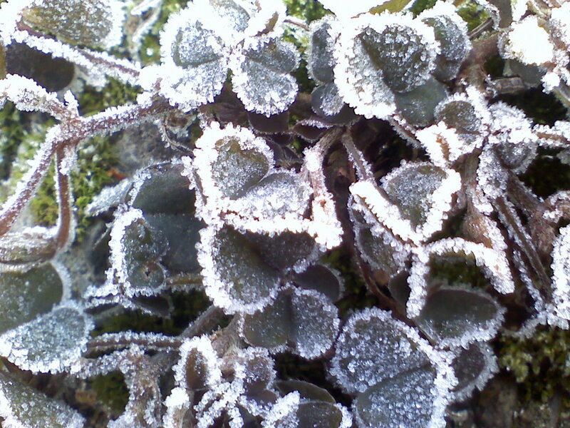 Frost-covered Plant Leaves — White