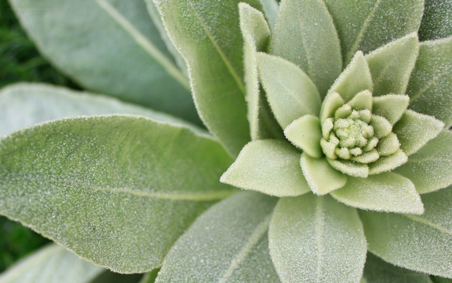 frost-covered plant leaves