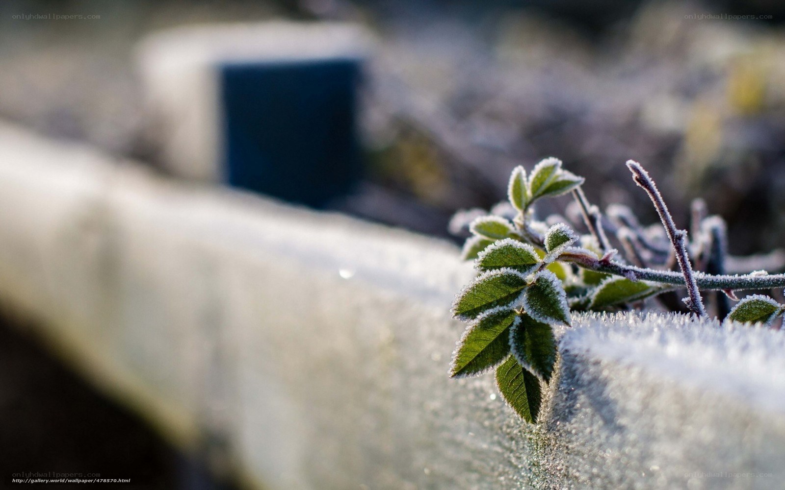 Frost-covered plant on concrete