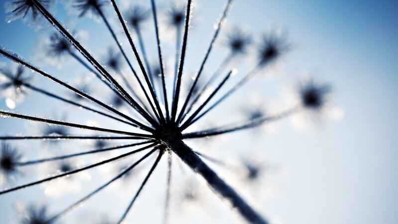 frost-covered plant silhouette