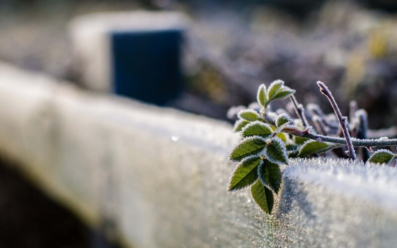 Frost-covered Plant Sprout