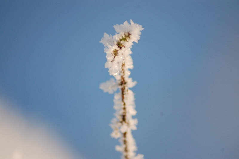 frost-covered plant stem