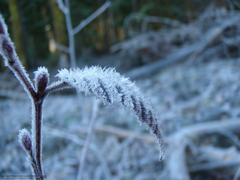Frost-covered Plant Stem — White, Cold