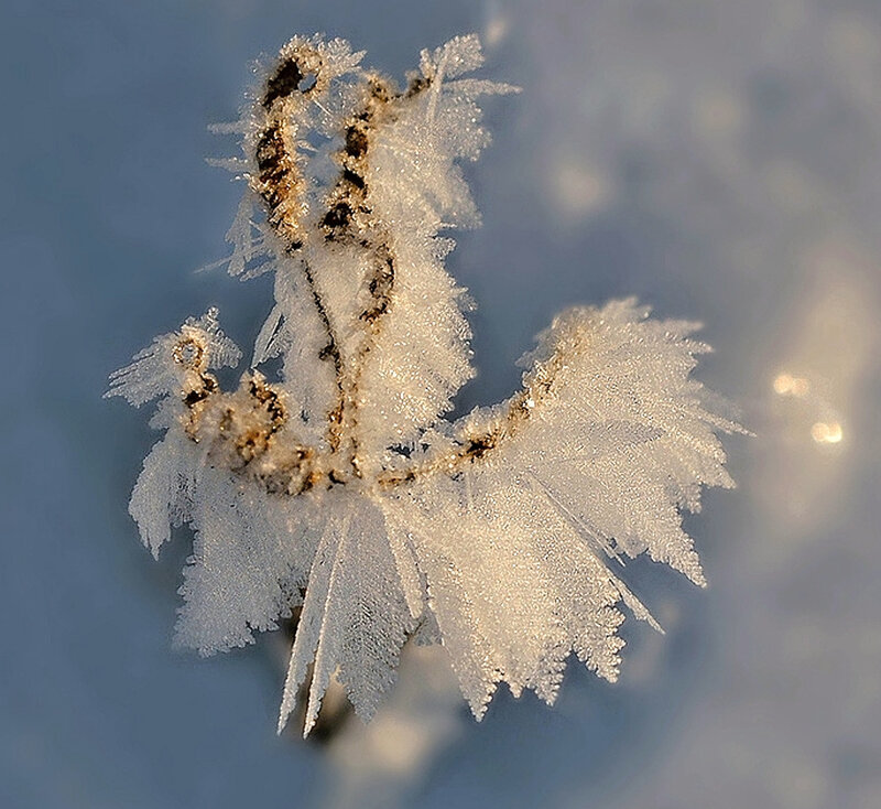 Frost-covered Plant Stem — White