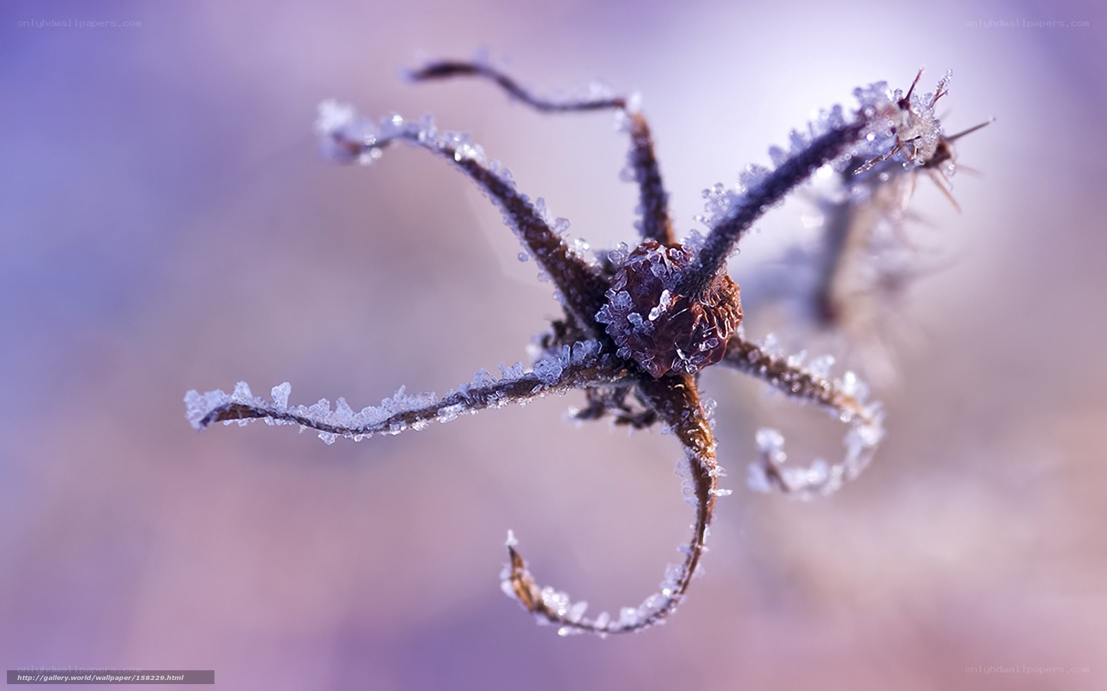 frost-covered plant stem