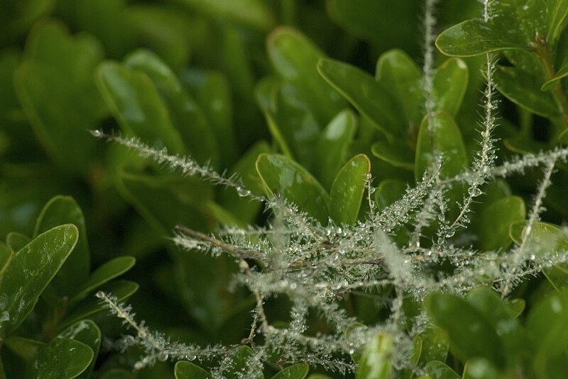 Frost-covered Plant Stems — Green