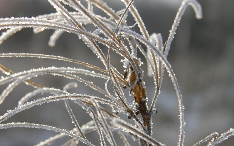 Frost-covered plant stems