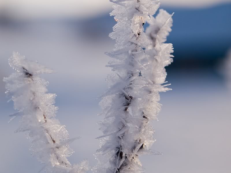 Frost-covered Plant Stems — White, Cold