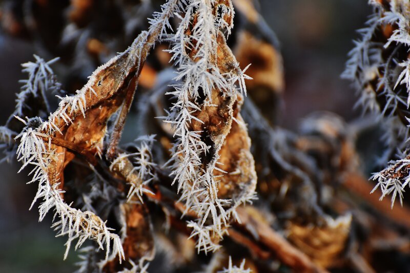 Frost-covered Plant Stems — White, Cold, Winter