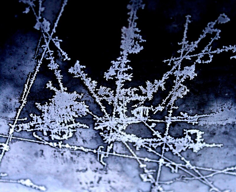 Frost-covered Plant Stems — White