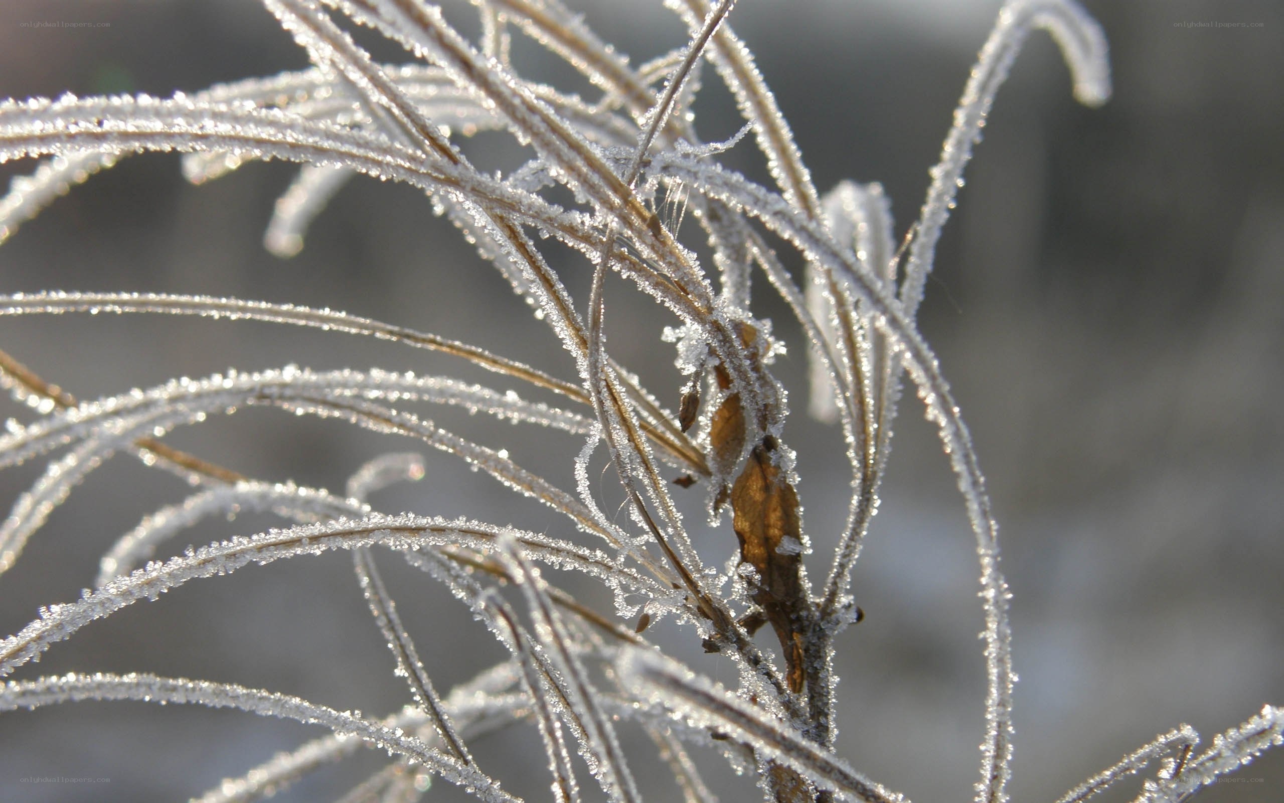 Frost-covered plant stems