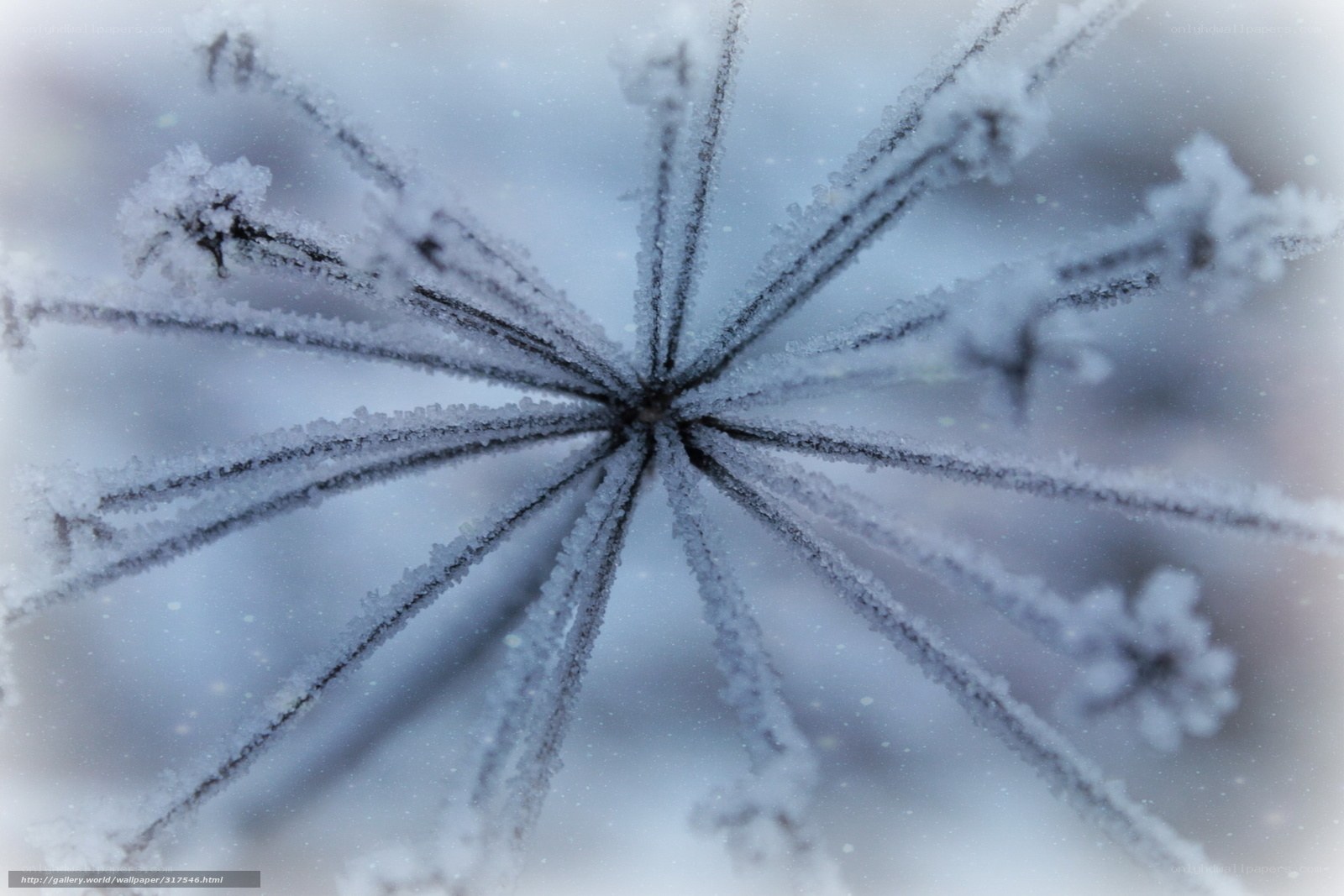 frost-covered plant structure