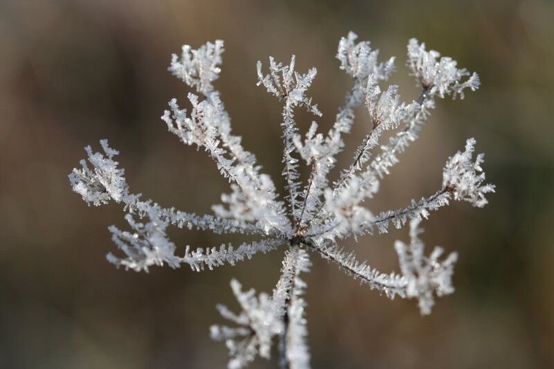 Frost-covered Plant