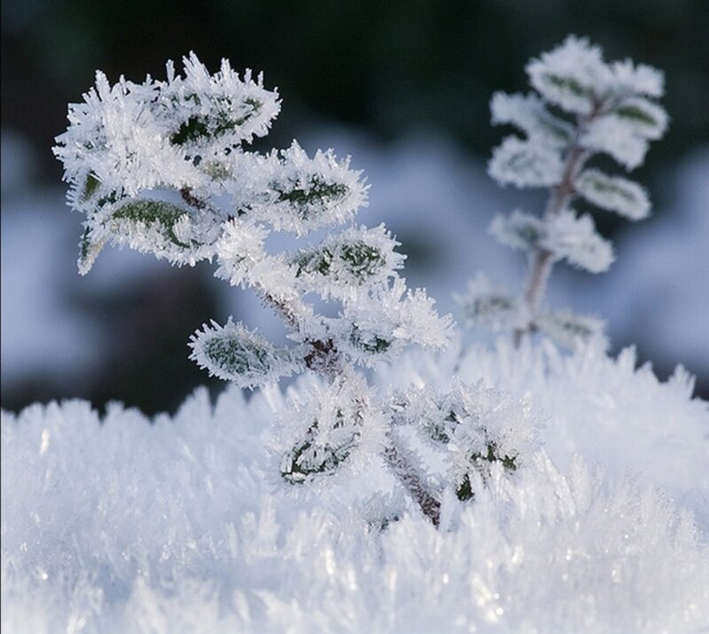 Frost-covered Plant — White, Cold