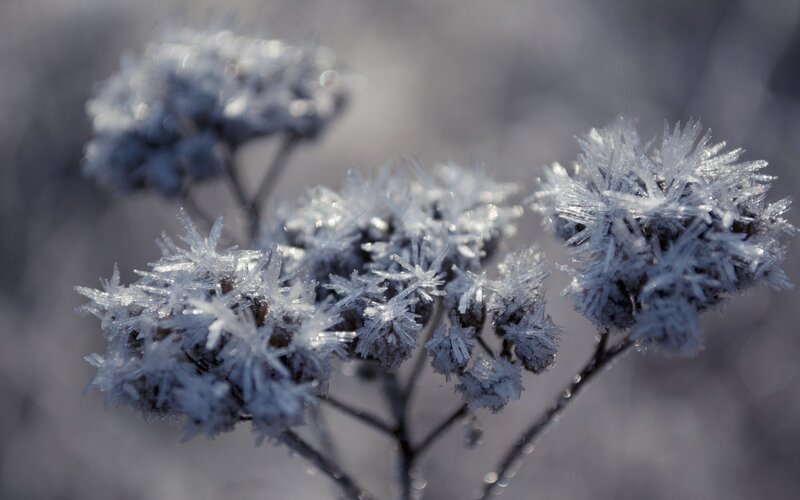 Frost-covered Plant — White, Cold, Winter, Photograph, Frost, Ice Crystals