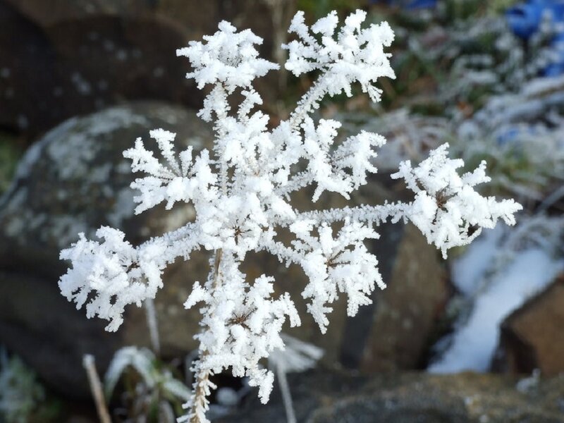 Frost-covered Plant — White, Cold, Winter, Photograph, Rock