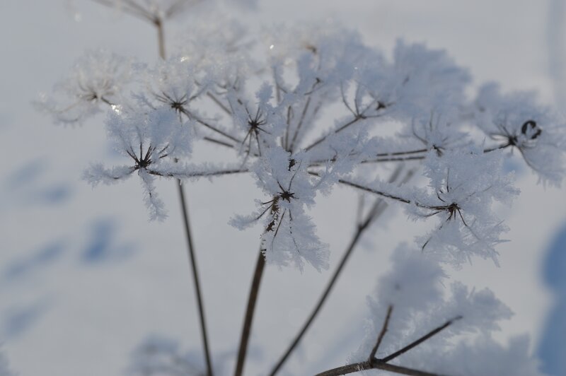 Frost-covered Plant — White, Cold, Winter, Photograph, Snow