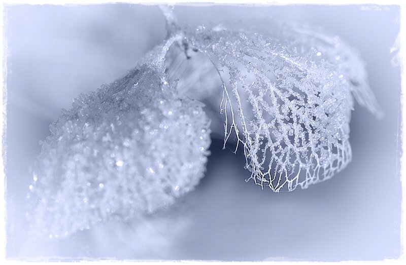 Frost-covered Plant — White, Cold, Winter, Photograph
