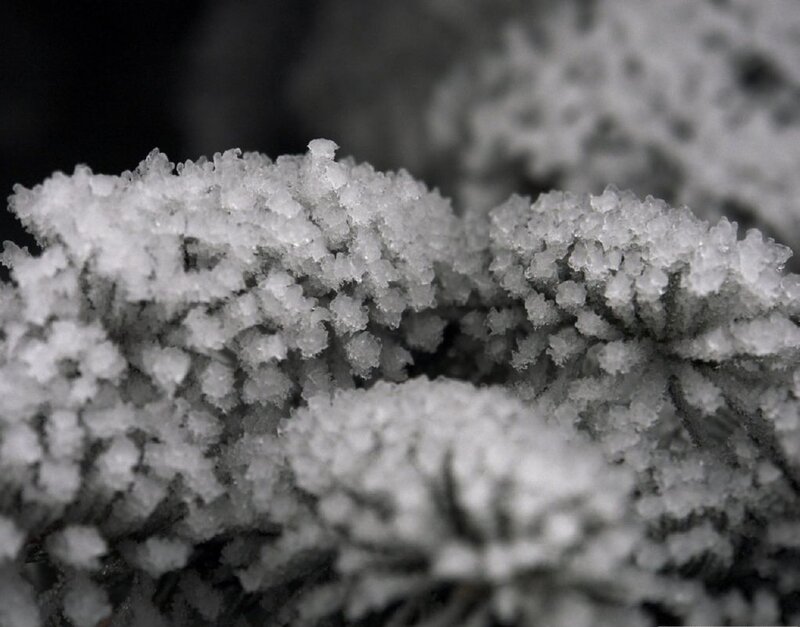 Frost-covered Plant — White, Cold, Winter