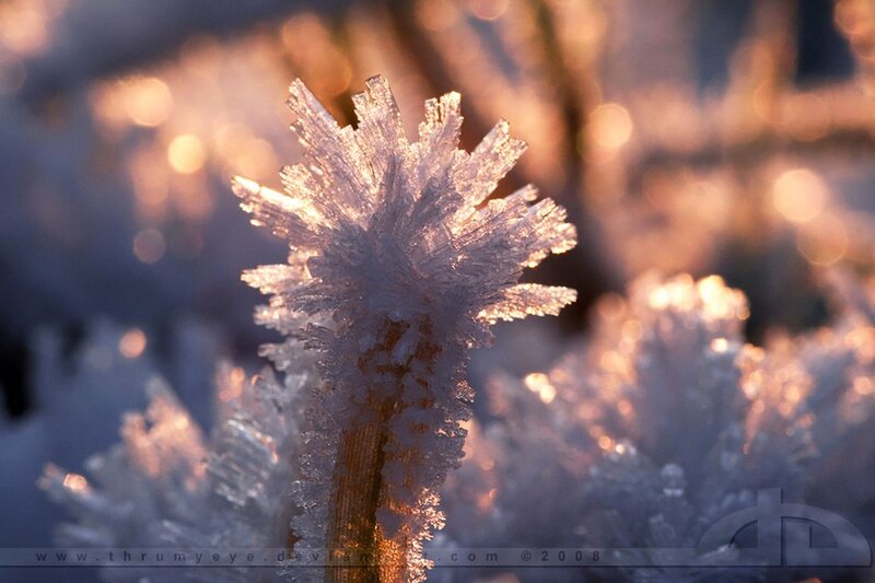 Frost-covered Plant — White, Serene