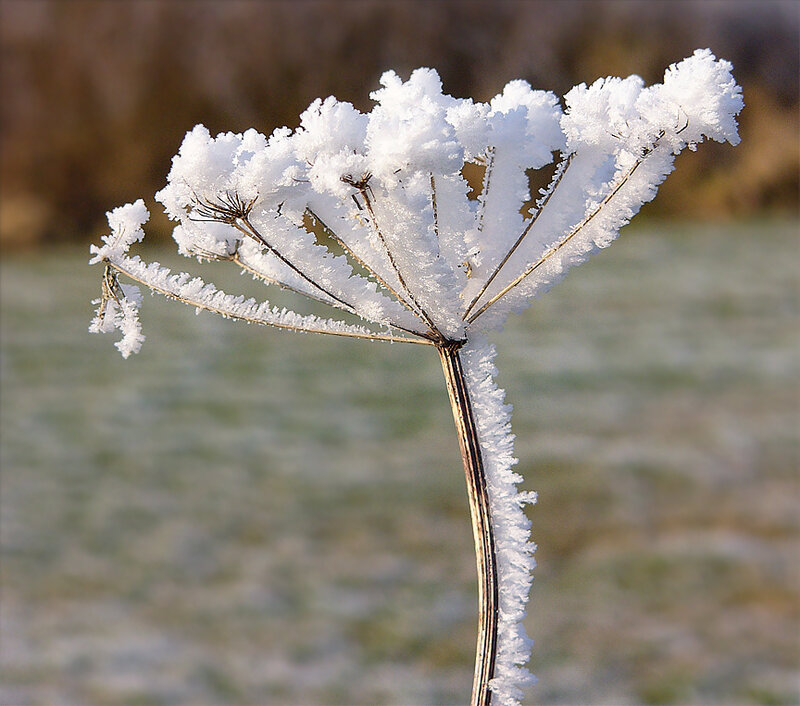 Frost-covered Plant — White