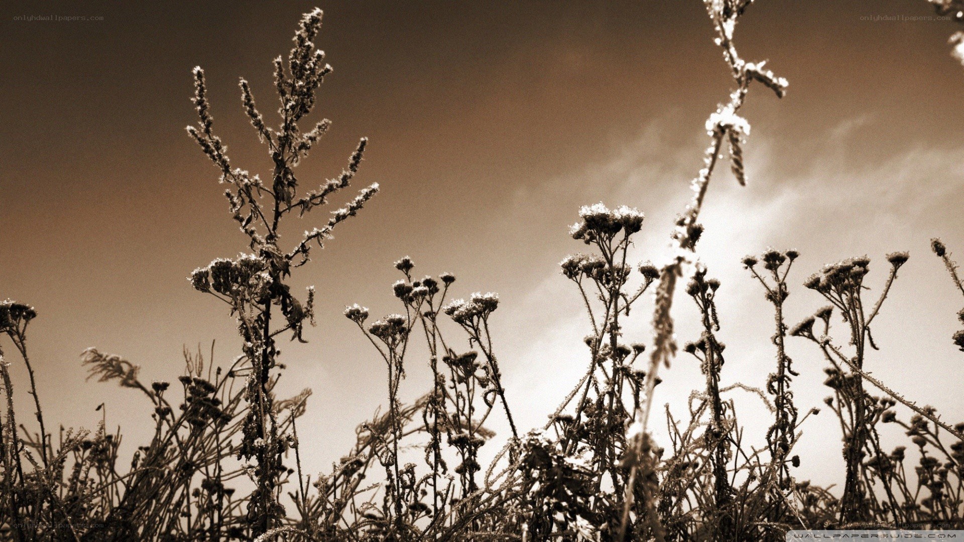 frost-covered plants at dusk