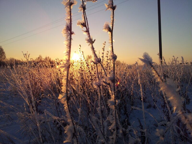 Frost-covered Plants at Sunrise — White