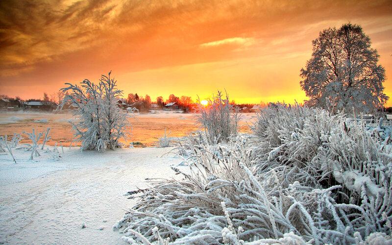 Frost-covered Plants at Sunset
