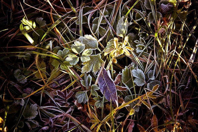 Frost-covered Plants — Green