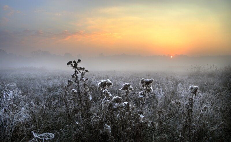 Frost-covered Plants in Field