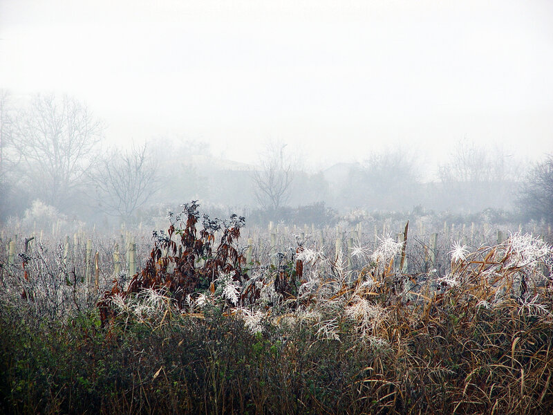 Frost-covered Plants in Fog