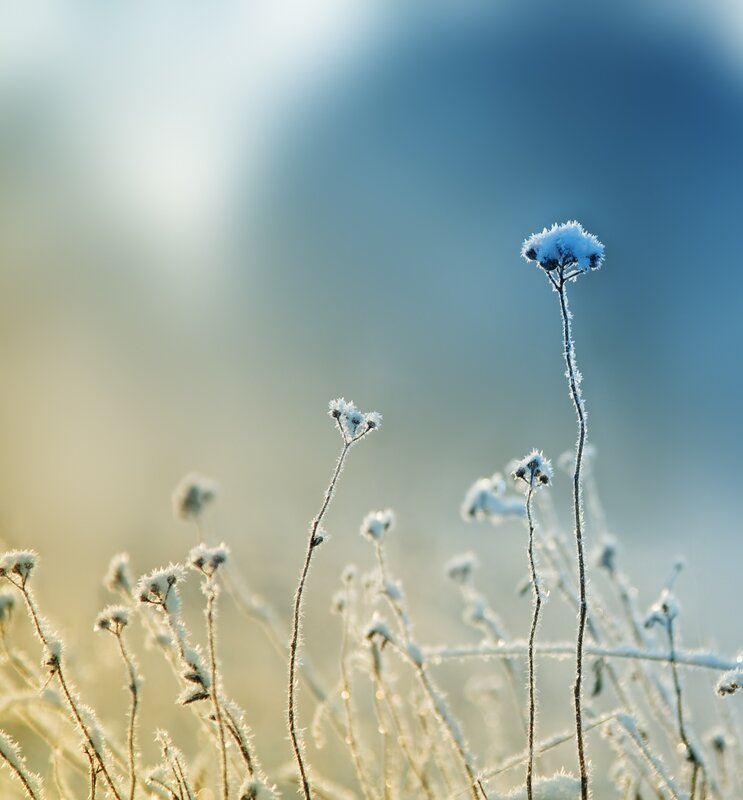 Frost-covered plants in morning light