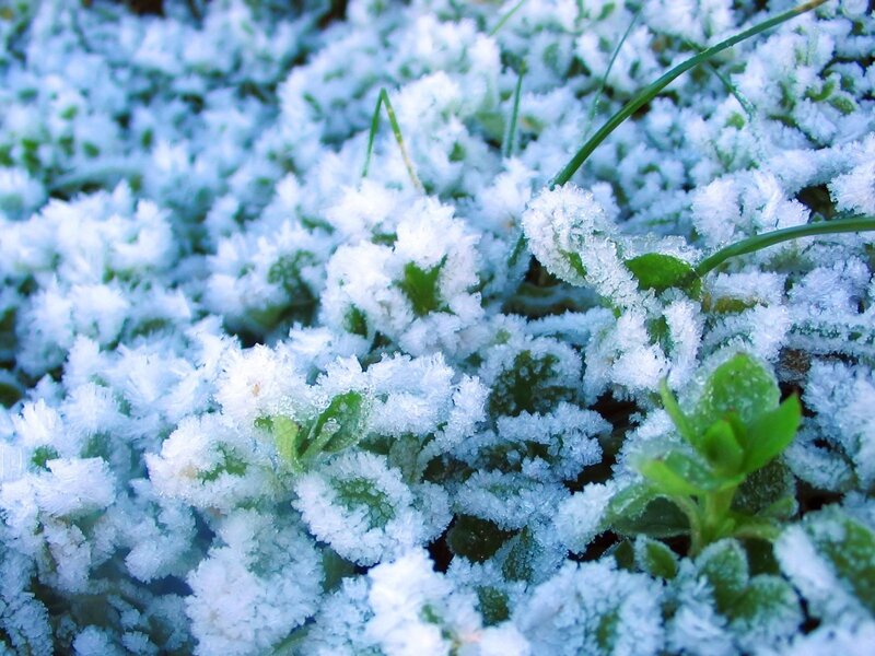 frost-covered plants in morning light