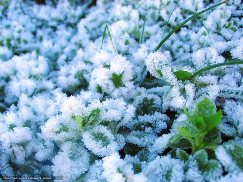 Frost-covered plants in morning light